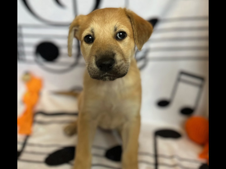 chinook puppy